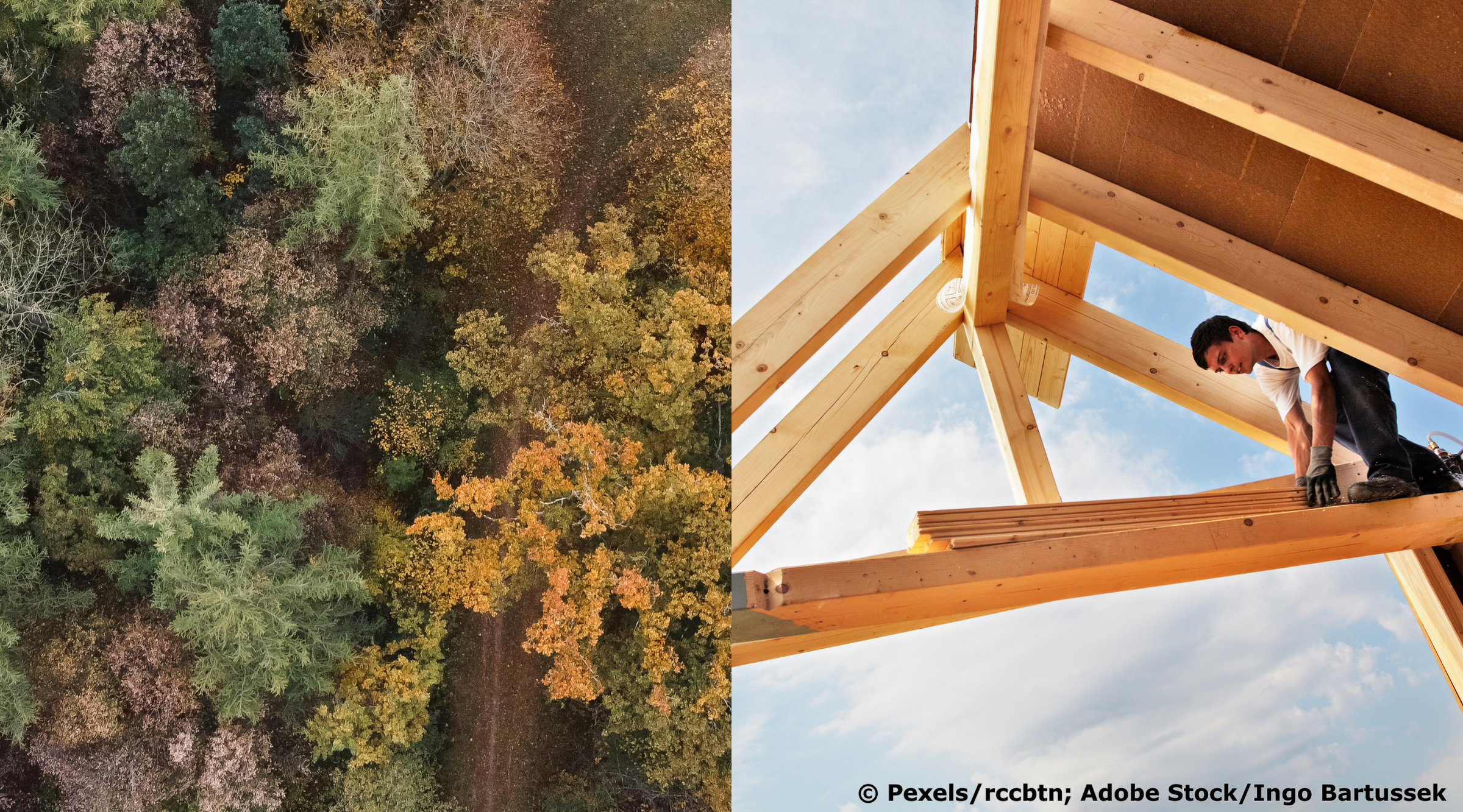 Zweigeteiltes Bild aus einem Mischwald und einer Dachkonstruktion aus Holz.