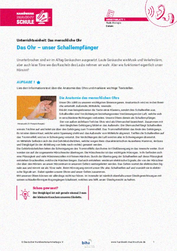 Anatomischer Aufbau des menschlichen Ohrs