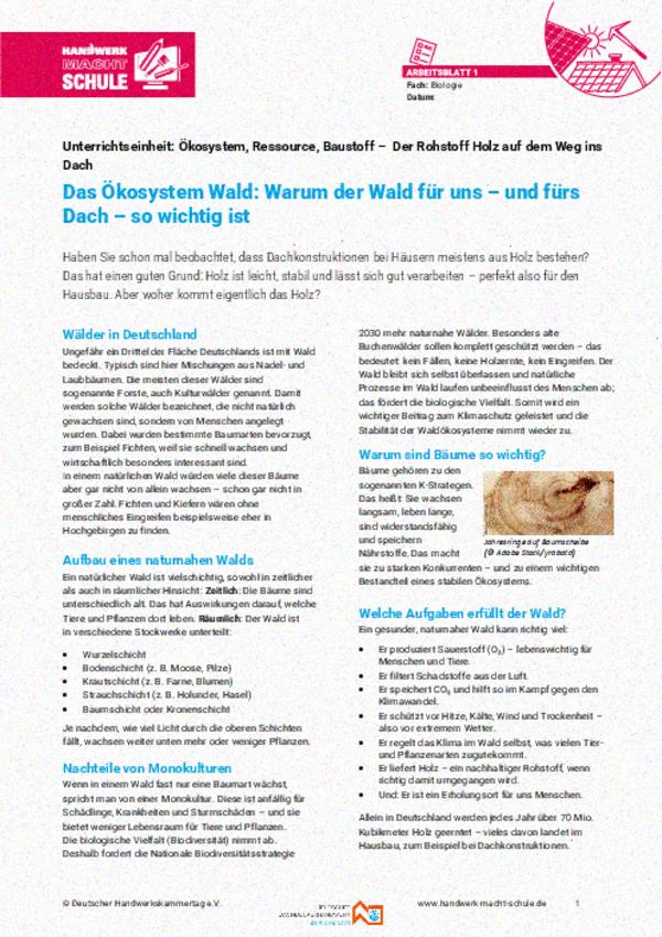 Das Ökosystem Wald – Warum der Wald so wichtig ist